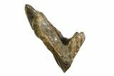 Gorgeous, Rooted Triceratops Tooth - Wyoming #350731-2
